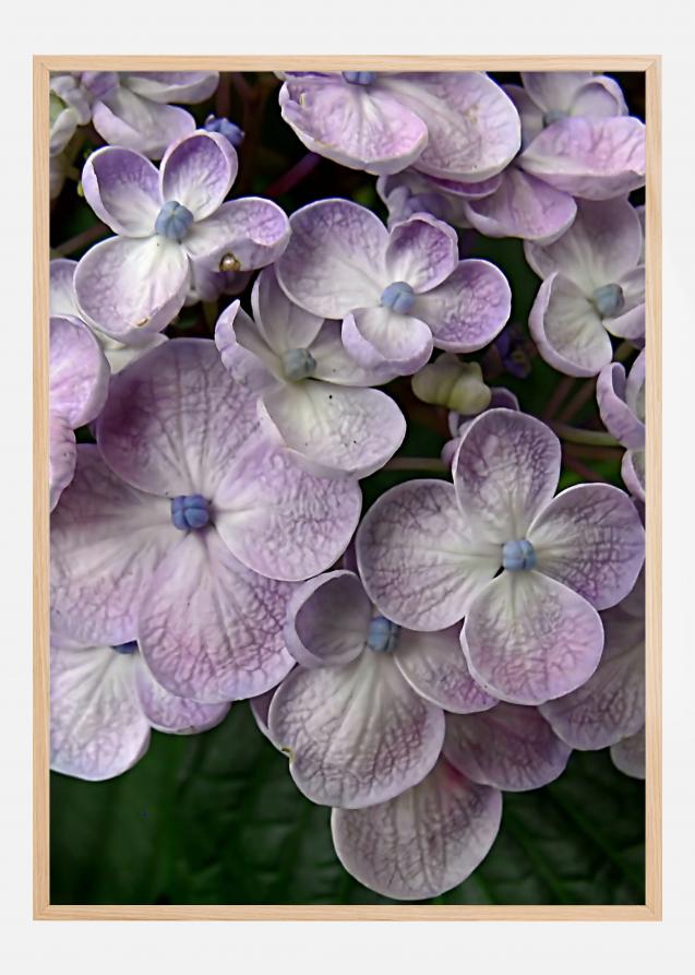 Bildverkstad Purple Flower Poster