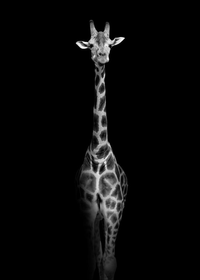 Bildverkstad Stunning giraffe