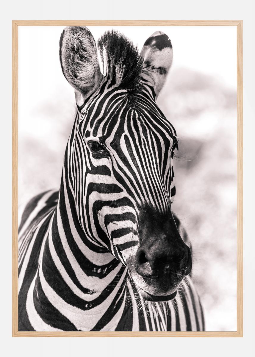 Hier Zebra Poster kaufen