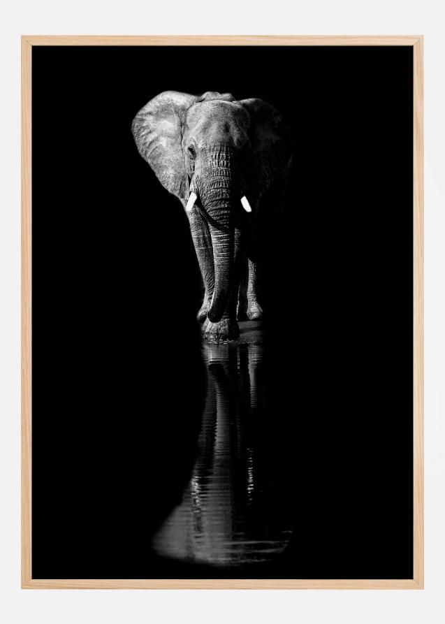 Bildverkstad Elephant Poster