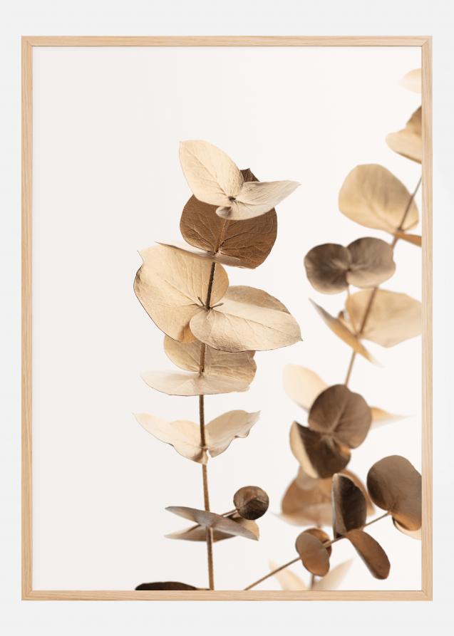 Bildverkstad Eucalyptus Gold I Poster