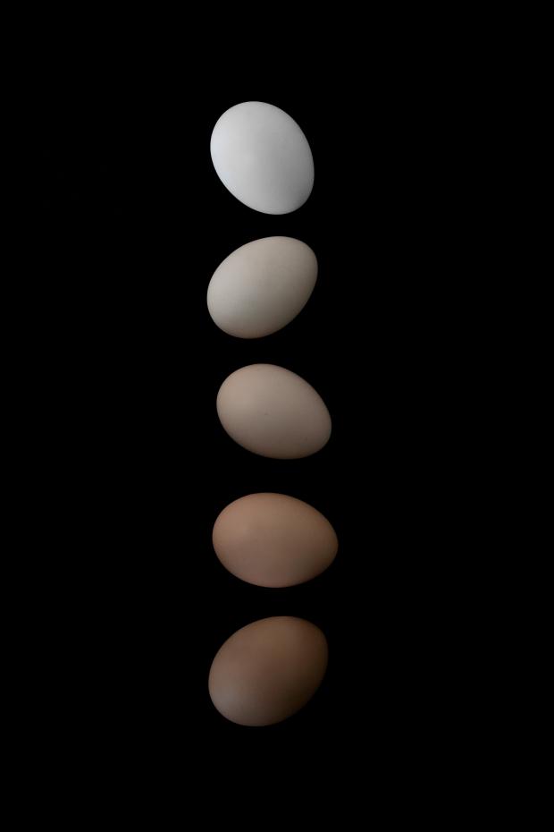 Bildverkstad Egg shades Poster