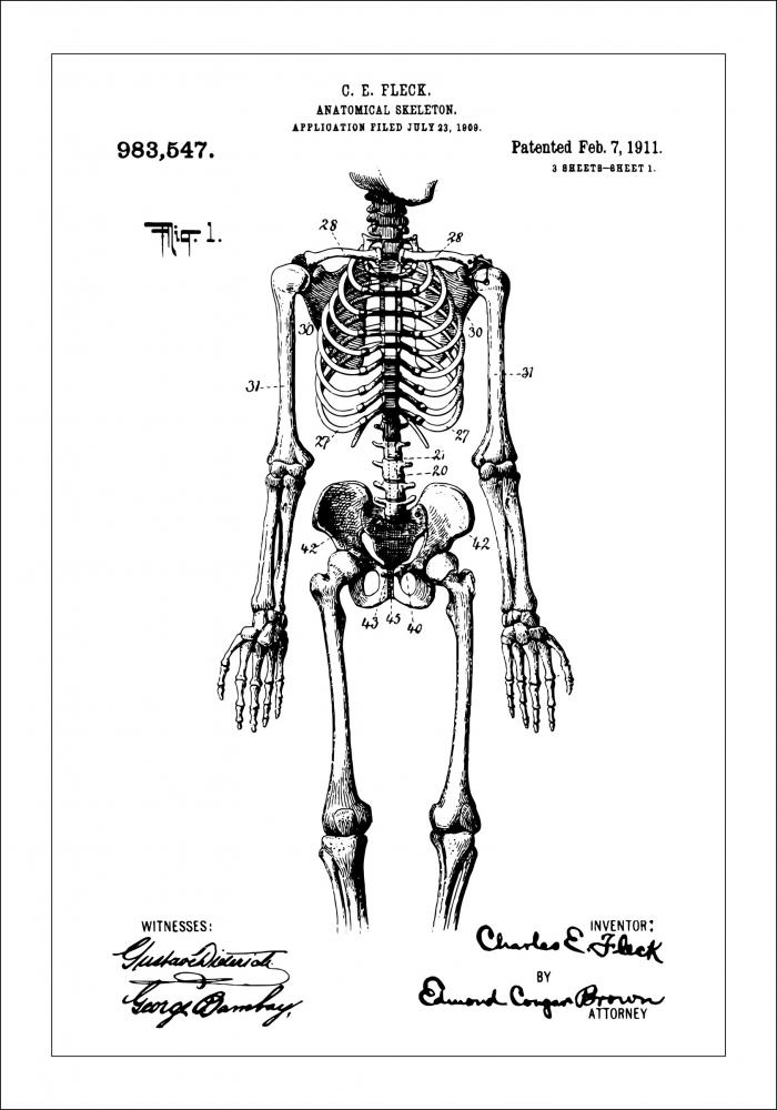 Bildverkstad Patentzeichnung - Anatomisches Skelett I Poster