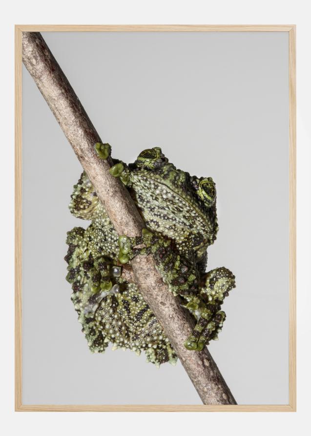Bildverkstad Frog On Tree Poster