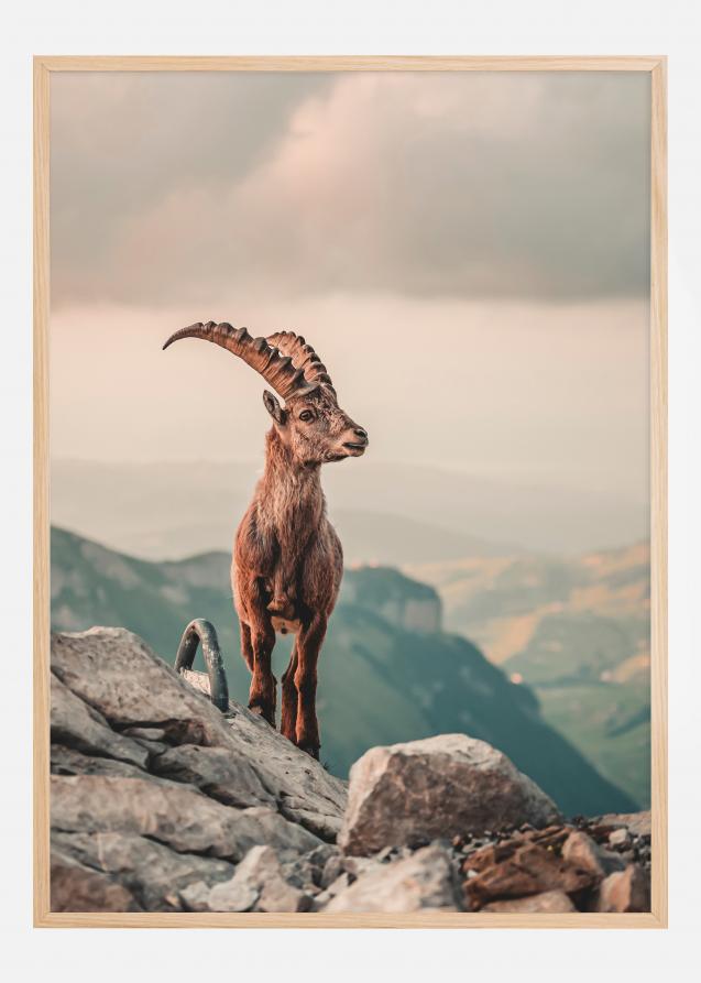 Bildverkstad Mountain Goat Poster