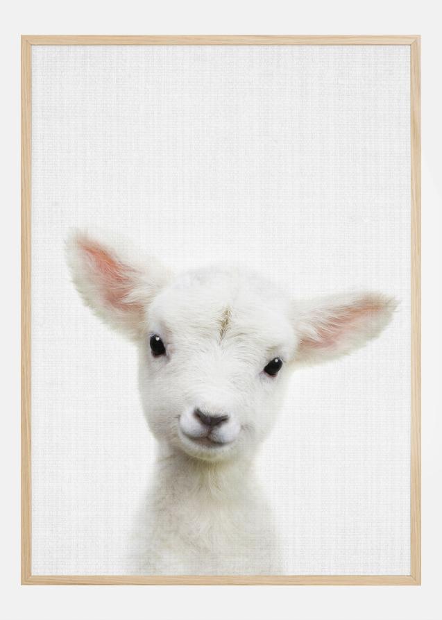 Bildverkstad Peekaboo Baby Sheep Poster
