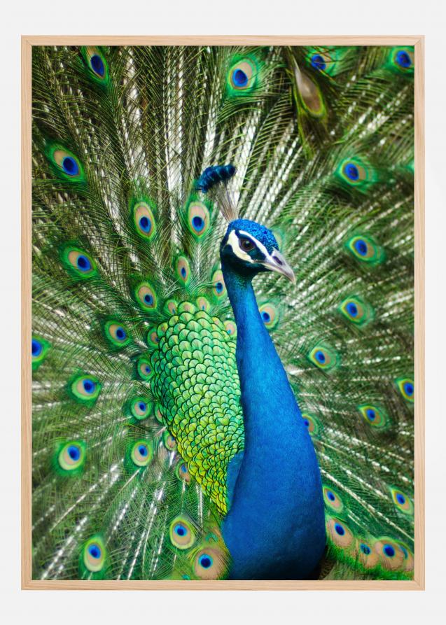 Bildverkstad Peacock Poster