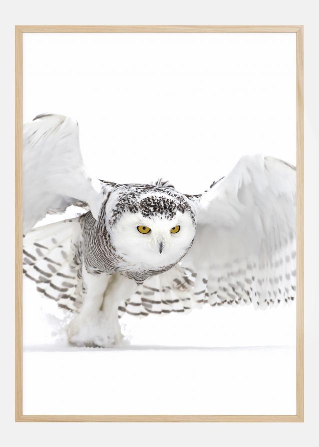 Lagervaror egen produktion Snowy Owl Jazz Wings Poster