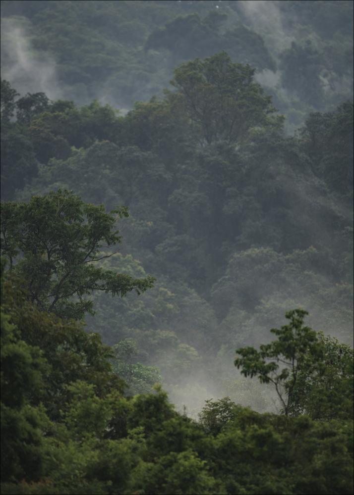 Bildverkstad Rainforest