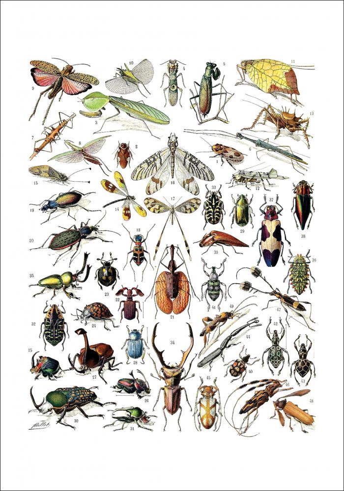Bildverkstad Schule Insekten II Poster