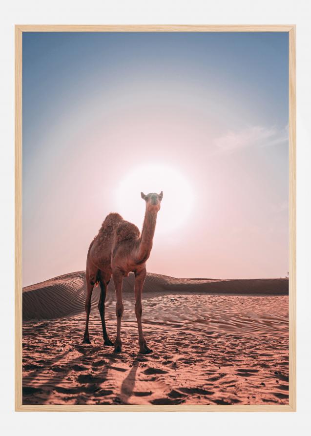 Bildverkstad Camel Poster
