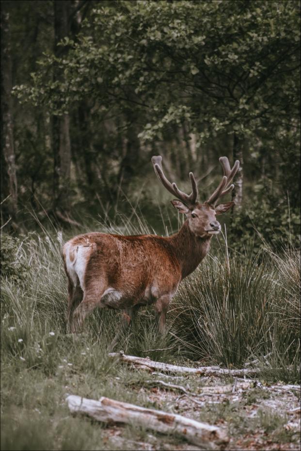 Bildverkstad Lonely Deer Poster