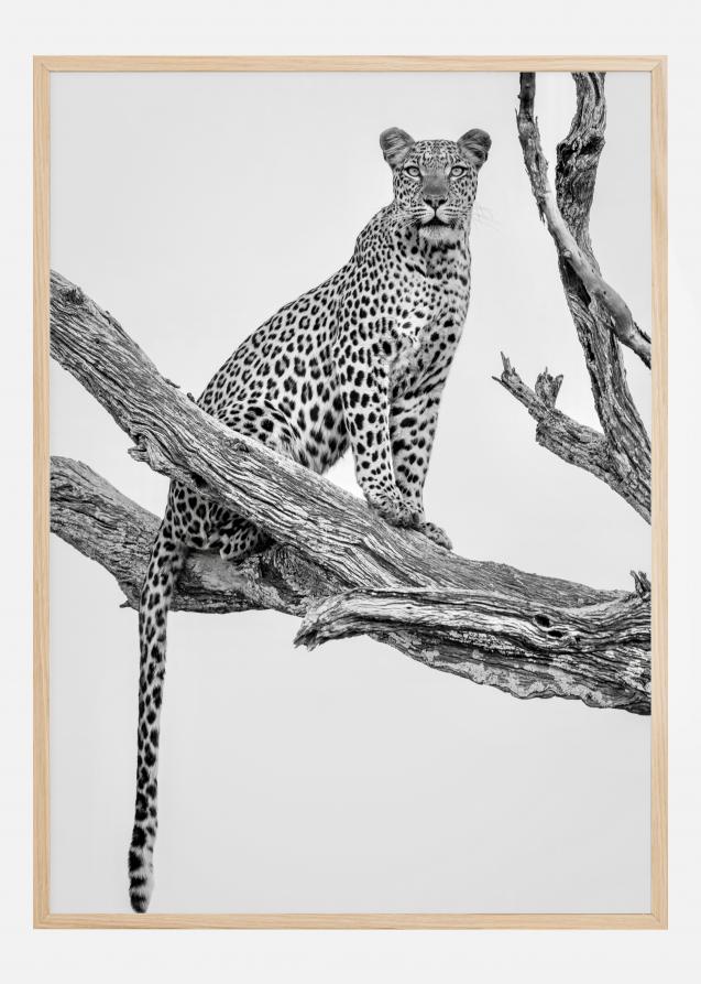 Bildverkstad Leopard Portrait Poster