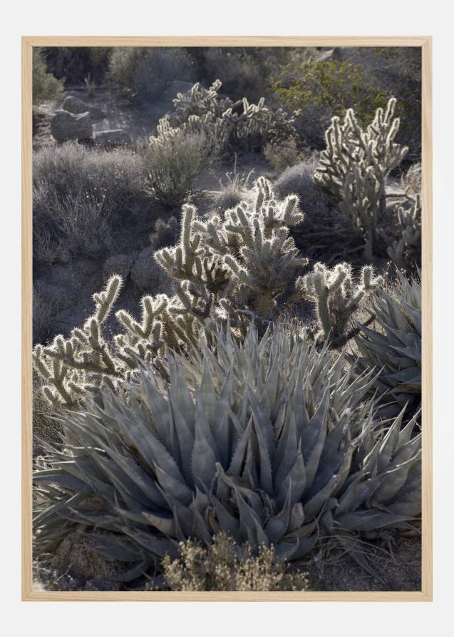 Bildverkstad Cactus In Desert Poster