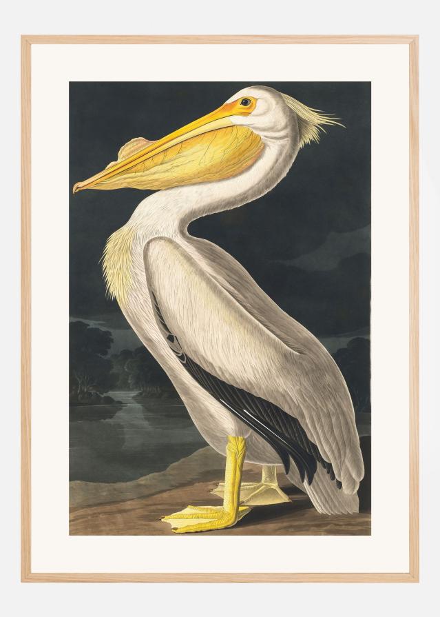 Bildverkstad American White Pelican From Birds of America (1827) Poster