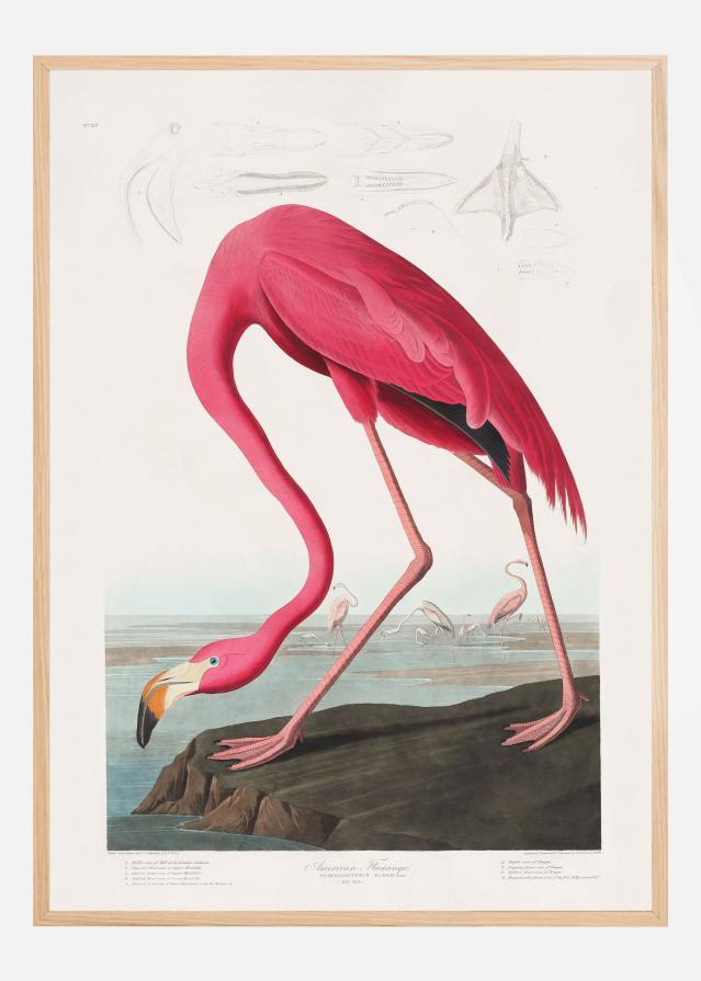 Bildverkstad Pink Flamingo From Birds of America (1827) Poster