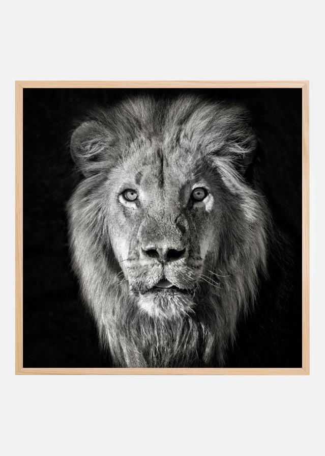 Bildverkstad Lion Portrait- Panthera Leo Poster