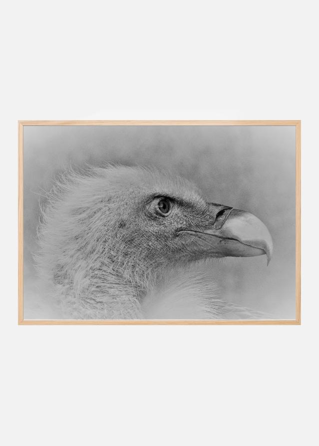 Bildverkstad Bald eagle Poster