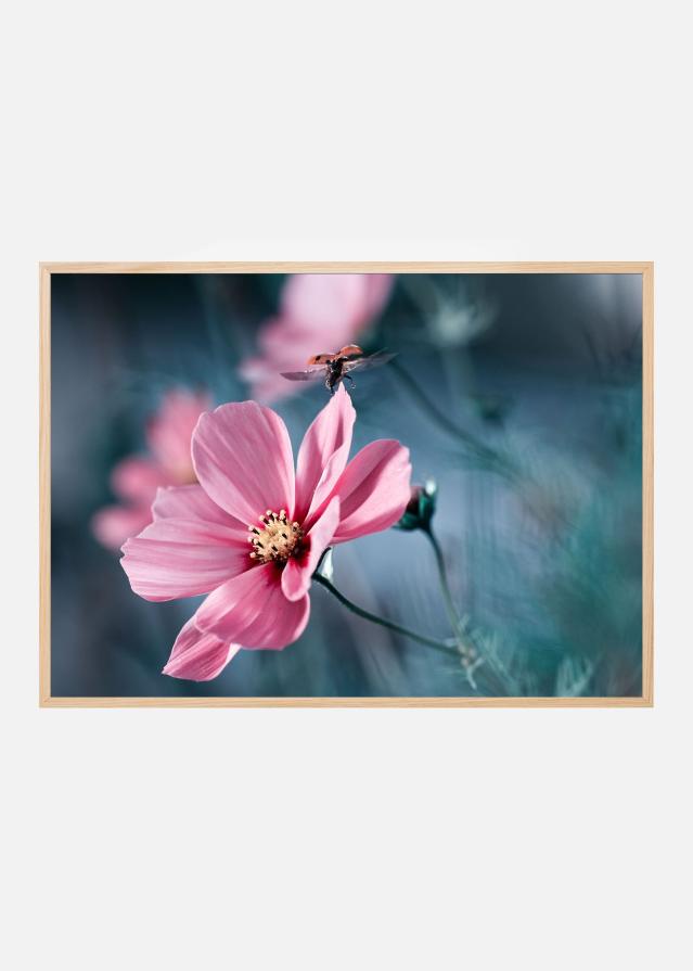 Bildverkstad Clair de Terre Poster