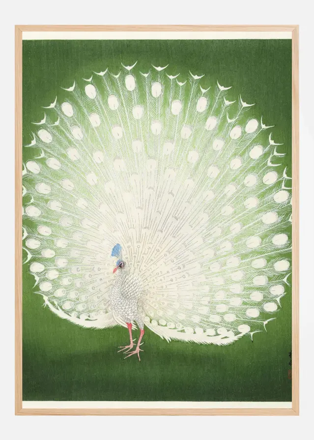 Bildverkstad Peacock Poster