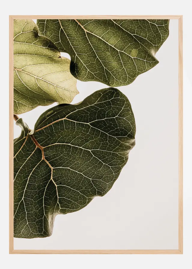 Bildverkstad Abutifolia No1 Poster