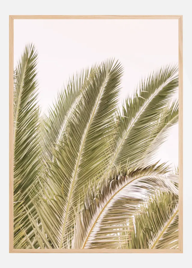 Bildverkstad Oasis Palm 01 Oa 01 Poster