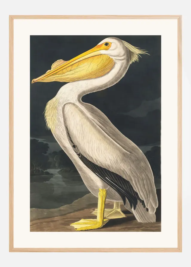 Bildverkstad American White Pelican From Birds of America (1827) Poster
