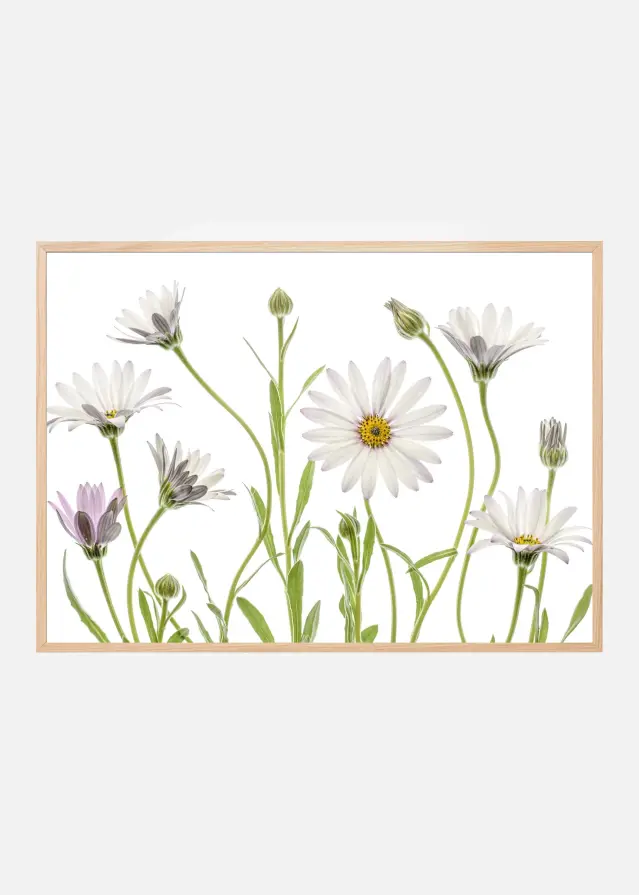 Bildverkstad Cape Daisies Poster