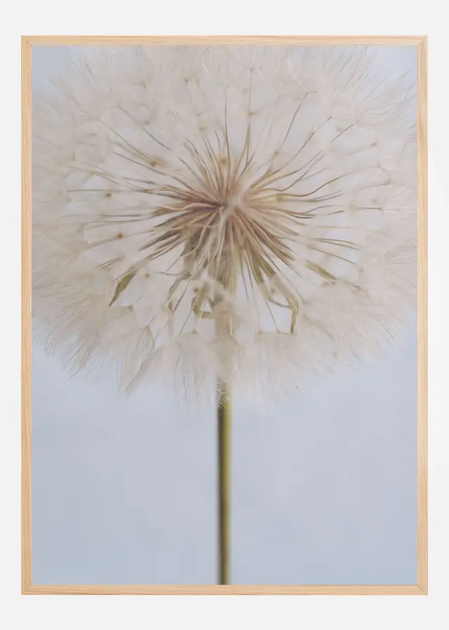 Bildverkstad Delicate Dandelion Poster