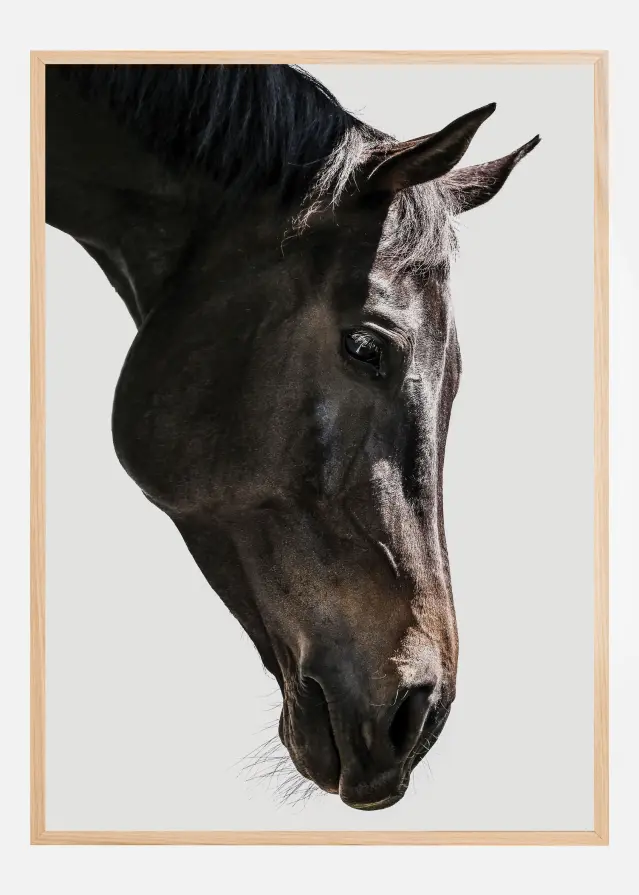 Bildverkstad Gentle Equine Gaze Poster