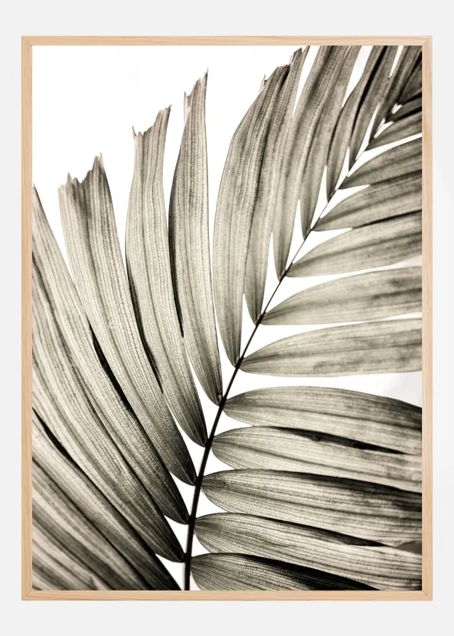Bildverkstad Palm Leaves II Poster