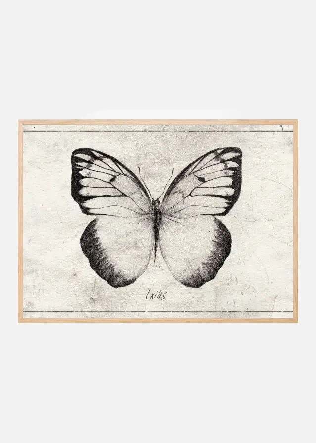Bildverkstad Sketch Of A Butterfly Poster