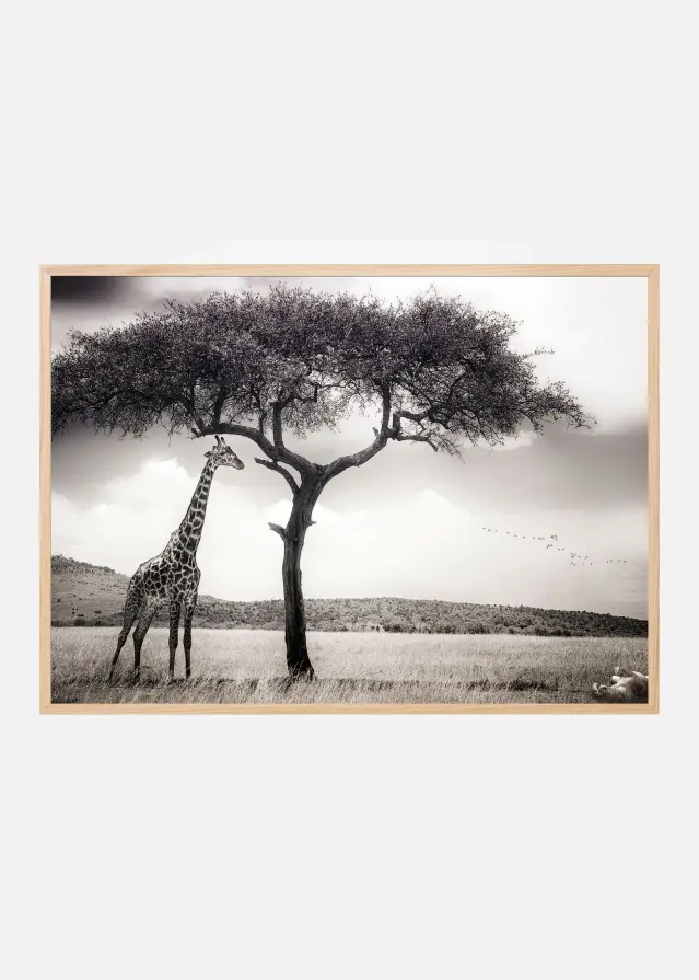 Bildverkstad Under the African sun Poster