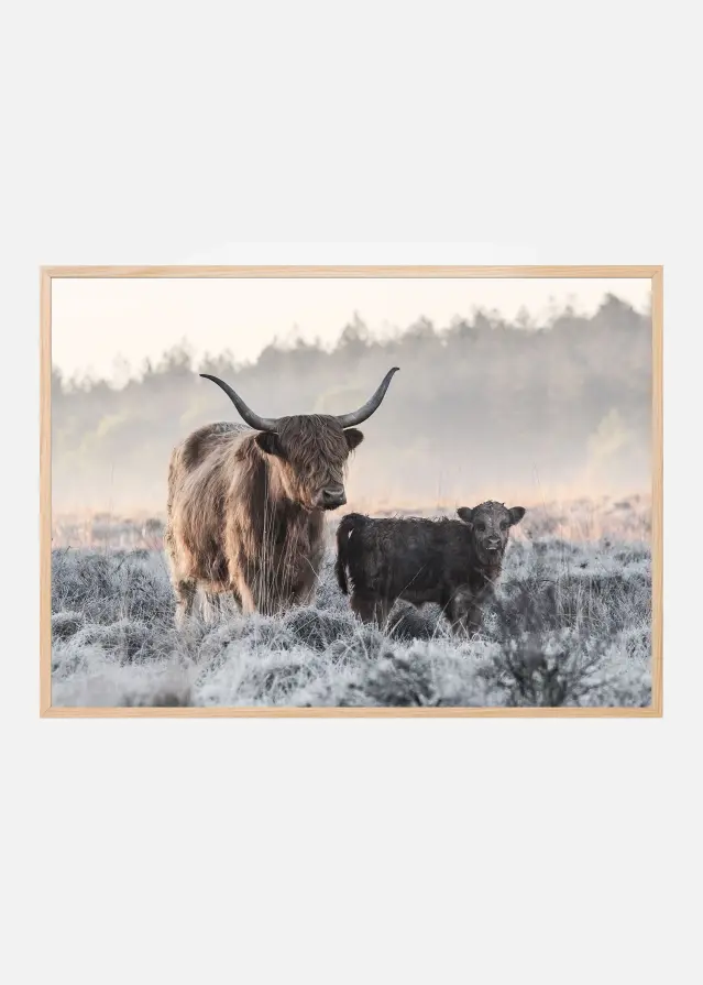 Bildverkstad Highlander and Calf Poster