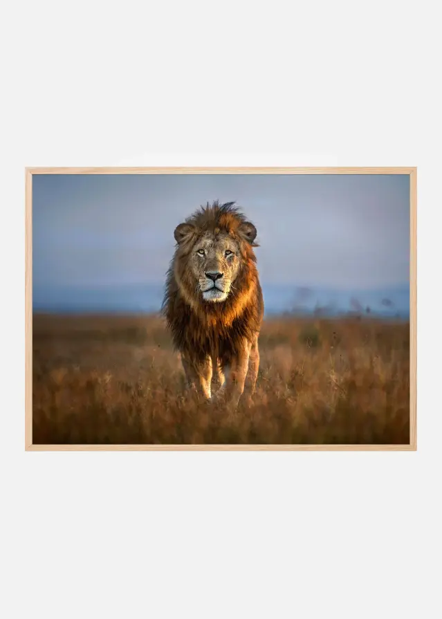 Bildverkstad Lion Close Up Poster