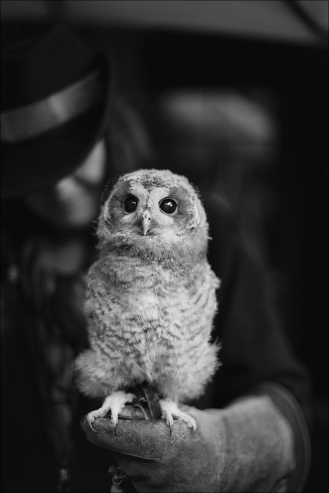 Bildverkstad Hedwig Poster