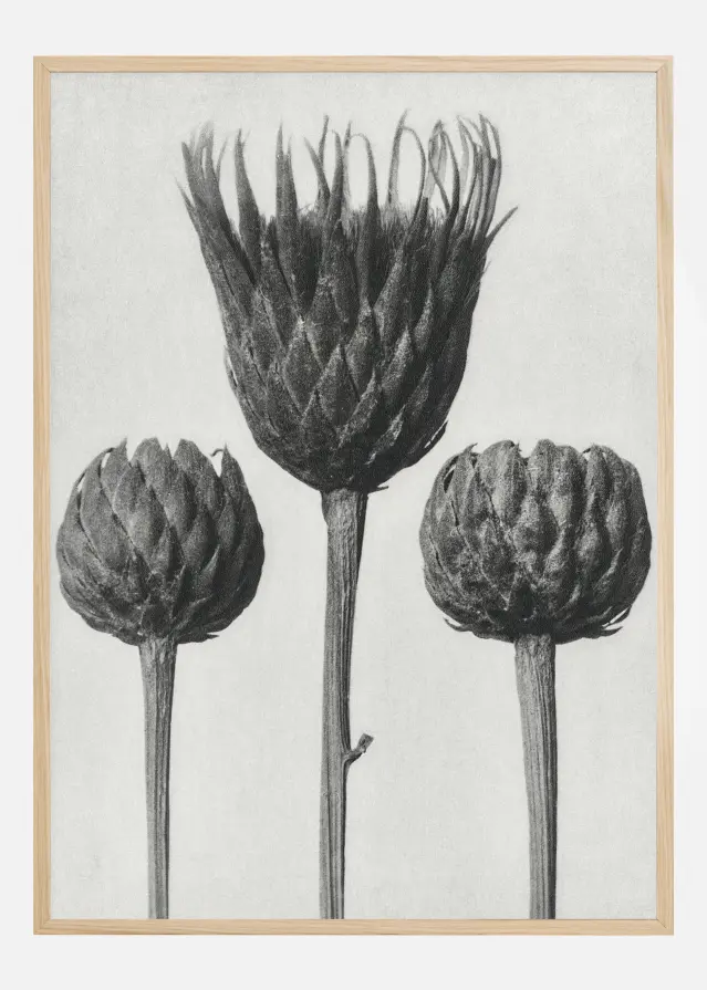 Bildverkstad Grey Flower IV Poster