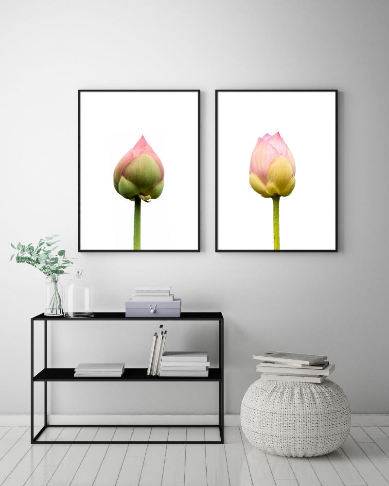 Estancia Lotusflower I - 50x70 cm Poster