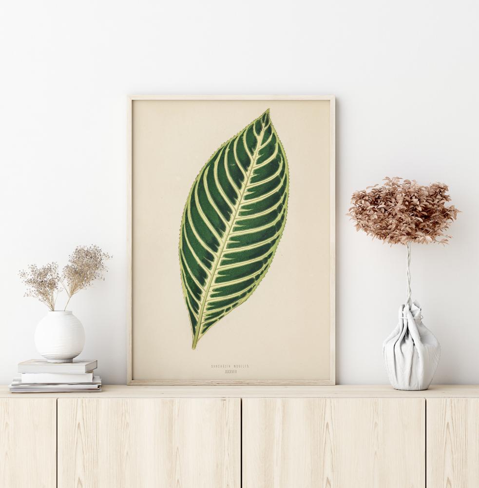 Bildverkstad Diefenbachia Poster