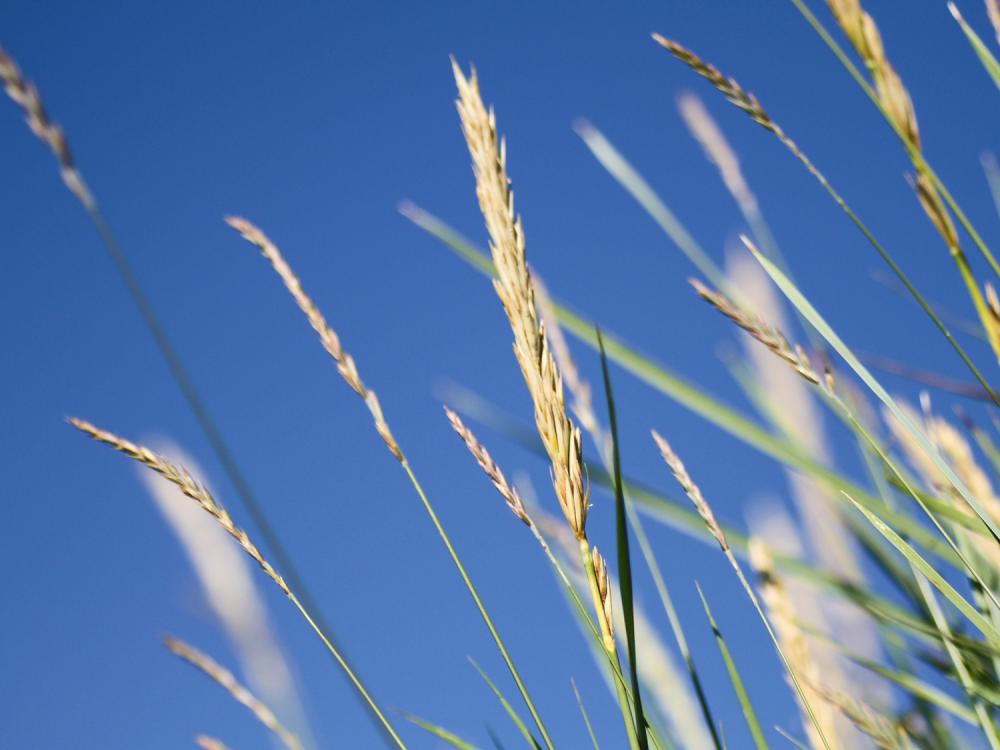 Bildverkstad Scharf Himmel