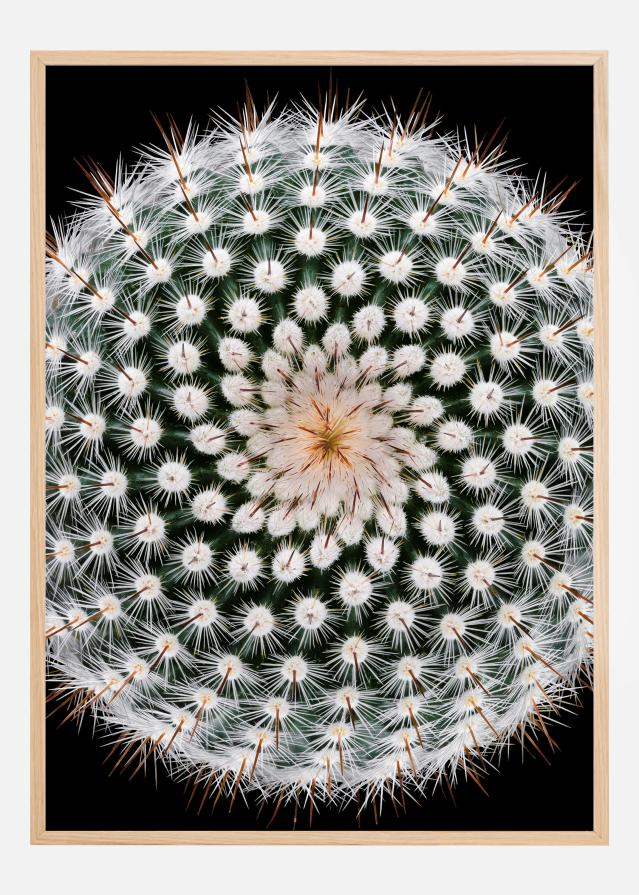 Bildverkstad Notocactus scopa Poster