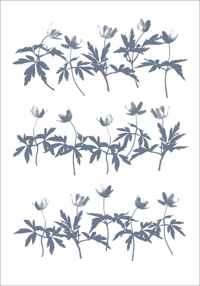 Bildverkstad Wood Anemone Poster