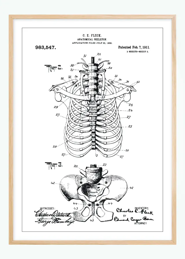 Bildverkstad Patentzeichnung - Anatomisches Skelett II Poster