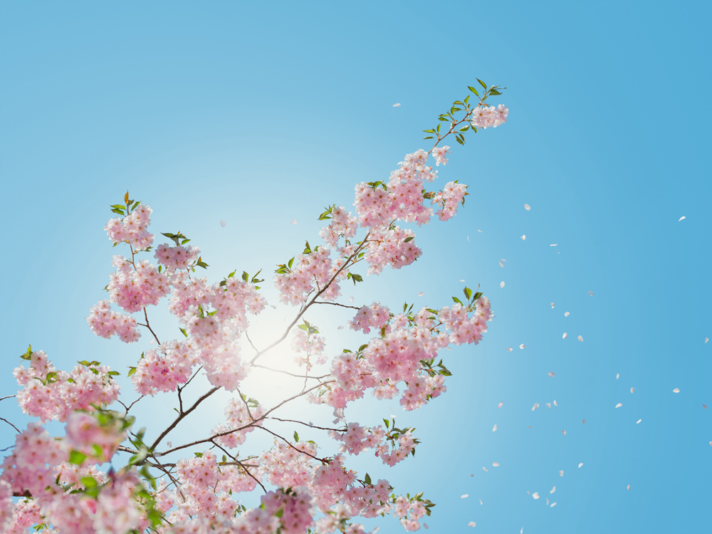 Bildverkstad Rosa Blumen I